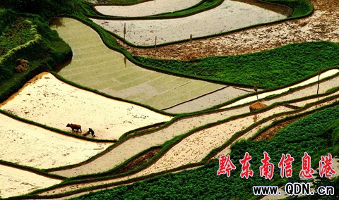 施秉梯田美景如畫吸引眾多攝影愛好者(組圖)