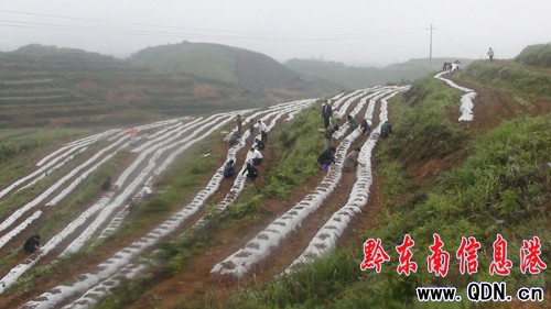 天柱四大班子“揮師”下地種煙解農忙(圖)