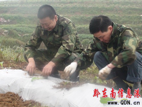 天柱四大班子“揮師”下地種煙解農忙(圖)