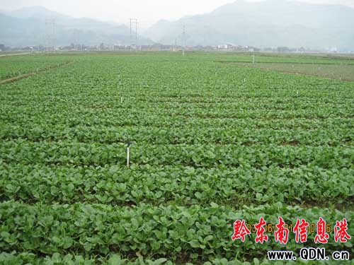 �����L�������Ž��{(di��o)���r(n��ng)�I(y��)�t(y��)���ȹ������D��