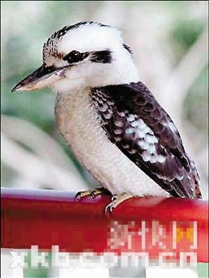 ����Ц���B��؝�԰l�� �w�����y�U��Ȯ��(�D)