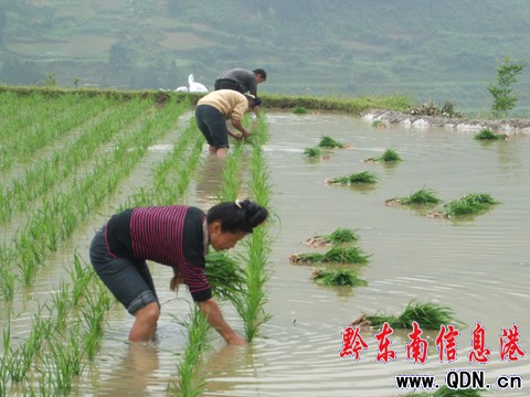 ��ɽ�����龏��æ�������D��