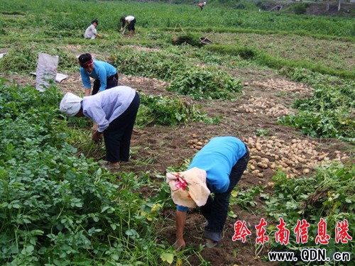 劍河岑松脫毒馬鈴薯獲豐收(圖)
