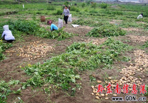 劍河岑松脫毒馬鈴薯獲豐收(圖)