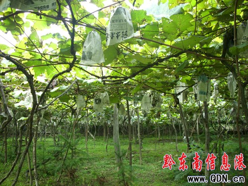 ���Ѵ��ϡ������¡�������ɽ�r(n��ng)�������¸���