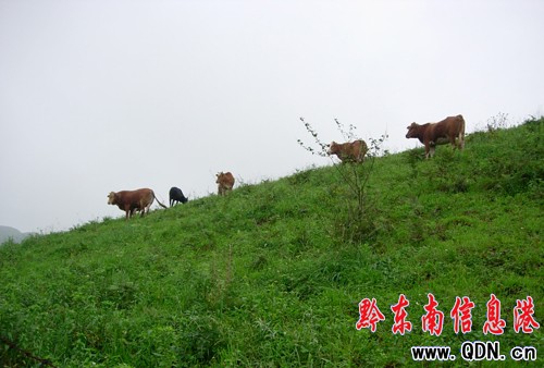 �������\���ִ������μѵ�------��ɽ�磨�D��