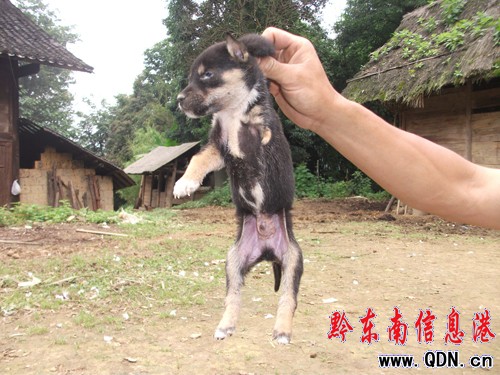 �齭���F���_�����D��