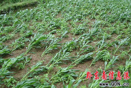 凱里大風洞遭遇暴雨襲擊 73公頃作物絕收(圖)