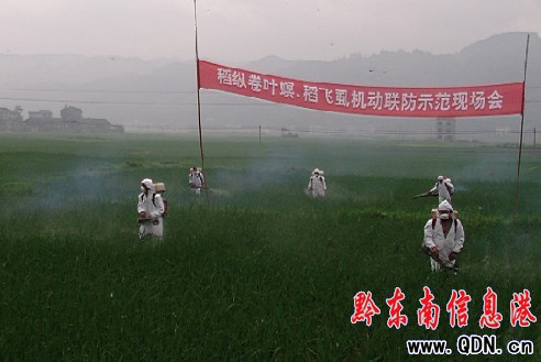 天柱縣舉行稻縱卷葉螟稻飛虱機(jī)動(dòng)聯(lián)防示范(圖)