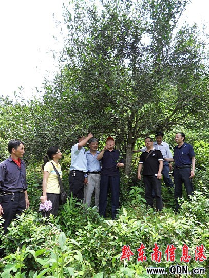 ��h�l�Fǧ��Ų�䣨�D��