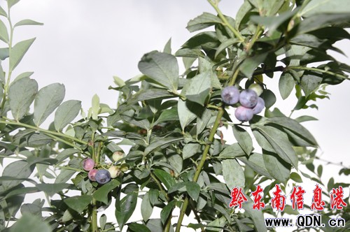我省藍莓研究獲突破 多食用可防肝臟纖維化(圖)
