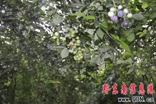 我省藍莓研究獲突破 多食用可防肝臟纖維化(圖)