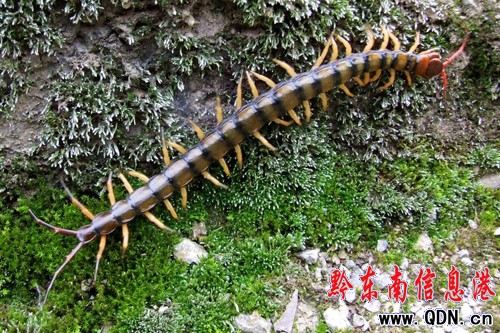 ���ӿh�ǰl�F�w�L24���׵ľ������(�D��