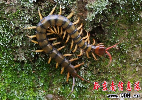 ���ӿh�ǰl�F�w�L24���׵ľ������(�D��