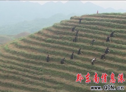 臺江:千畝金銀花給高坡群眾帶來新希望(圖)