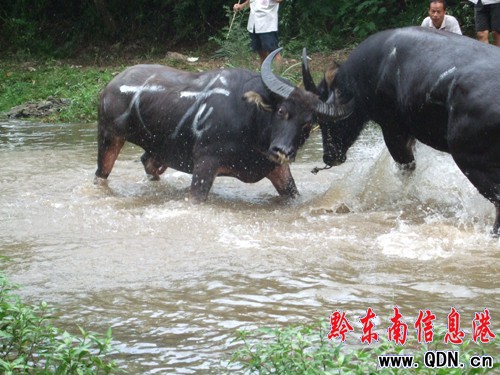 雷山5萬苗族同胞歡度“吃新節”(圖)