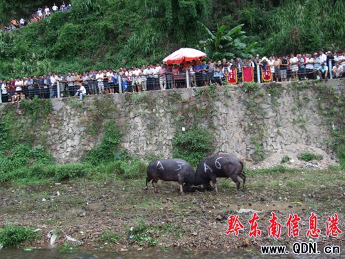 雷山5萬苗族同胞歡度“吃新節”(圖)