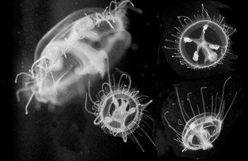 ������߼��e