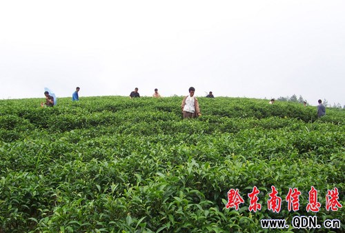 �����ɾG�����h���⣨�D��