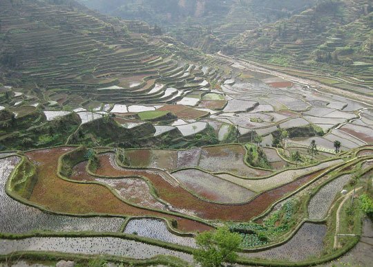 美不可言 貴州五大秒殺攝影師的梯田(組圖)