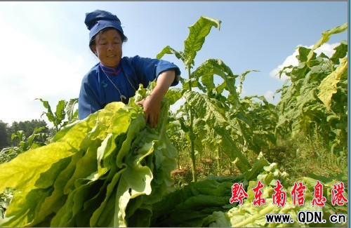 ��կ�����S�� ���������ؔ��(�D)