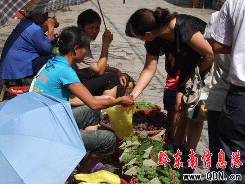 芳香的葡萄 吸引八方客(圖)