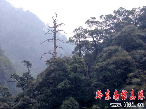 ��Ȼ����ɽ�f��������ԭʼɭ�־��^(q��)���M�D��