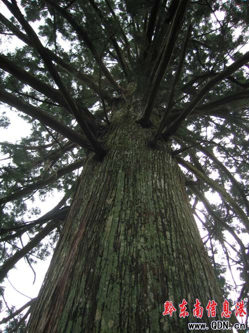 ��Ȼ����ɽ�f��������ԭʼɭ�־��^(q��)���M�D��