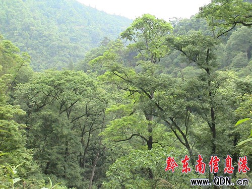 ��Ȼ����ɽ�f��������ԭʼɭ�־��^(q��)���M�D��