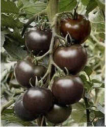 “美國黑珍珠”在麻江試種成功(圖)