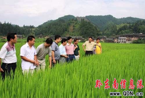 黎平縣萬畝水稻高產創建示范項目長勢好