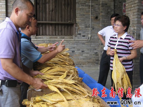 黔東南州委副書記韓卉到爐山調研烤煙情況(組圖)