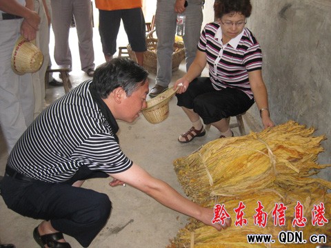 黔東南州委副書記韓卉到爐山調研烤煙情況(組圖)