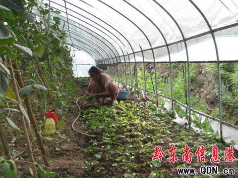 黔東南州委副書記韓卉到爐山調研烤煙情況(組圖)