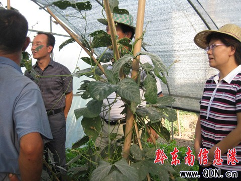 黔東南州委副書記韓卉到爐山調研烤煙情況(組圖)