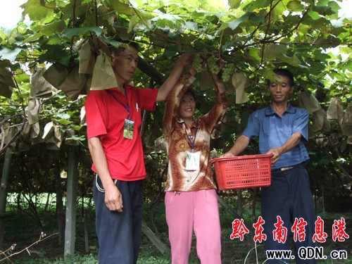 ��ɽ���ѷNֲ��105�� ��������2.333�f(w��n)Ԫ ���D��