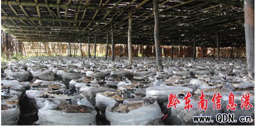 錦屏縣農(nóng)民劉應(yīng)桃種植靈芝喜獲豐收