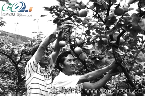 ��6000��������NȻ��