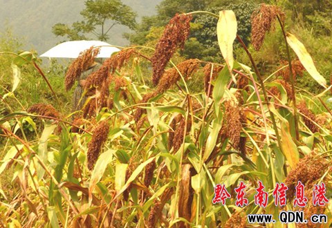 �����h���M���é�_�ƌ��ø����Nֲ�ɹ�(�D)