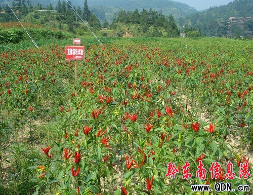 劍河久仰鄉“朝天椒”再獲豐收(圖)