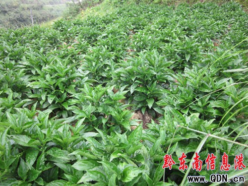 ���Ӿ��������{���L�ݺã��D��