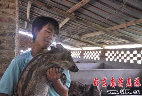 高考落“孫山” 回家養野豬(圖)