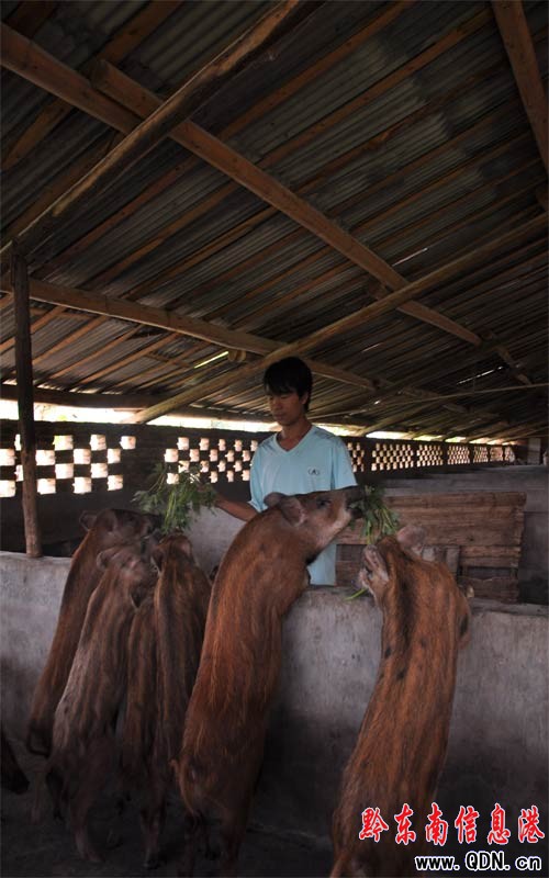 高考落“孫山” 回家養野豬(圖)