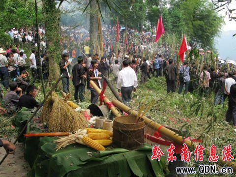 從江苗胞喜過“新米節”(組圖)