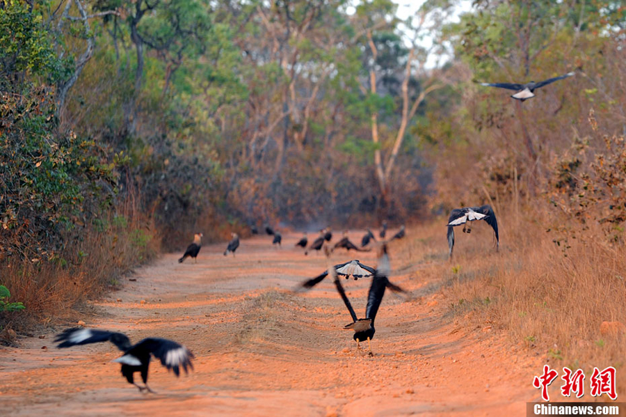 �������ҹ��@ɽ�ִ��ʧ�؄�����̎��ɢ