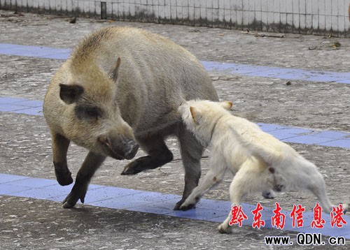 下司獵犬“四兩撥千斤” 大戰野豬巧者勝(圖)