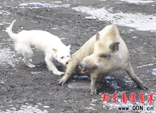 下司獵犬“四兩撥千斤” 大戰野豬巧者勝(圖)
