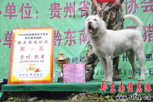 下司獵犬“四兩撥千斤” 大戰野豬巧者勝(圖)