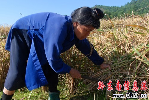 �F�ݵ�կ������ʮ����æ(�D)