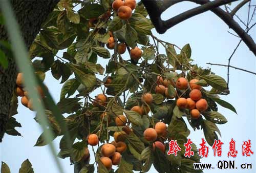 ����ʮ�� �Ϲ��h�㣨�M�D��